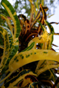 Fotografie Einzelbild aus "Natur" Serie. Zu sehen ist buntes Blattwerk vor Palmen. Vor gelb braunen Blättern ranken gelblich grüne.