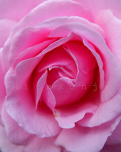 Lass mich in Farben baden, Rose rosa: Fotografie