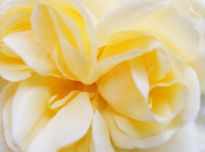 Lass mich in Farben baden, Rose gelb: Fotografie