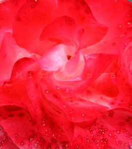 Lass mich in Farben baden, Rose rot: Fotografie