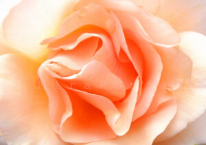 Lass mich in Farben baden, Rose orange: Fotografie